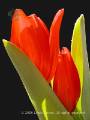 Sensuous Tulip Pair